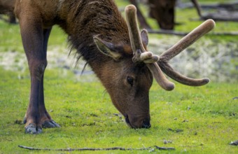 Wapiti (Cervus canadensis) grazing, Alaska, USA