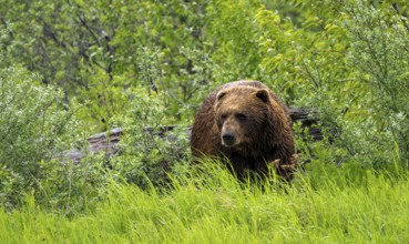 Brown bear (Ursus arctos) in the grass in spring, Alaska, USA