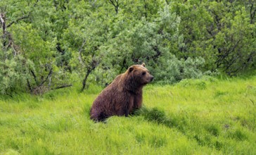 Brown bear (Ursus arctos) sitting in the grass in spring, Alaska, USA