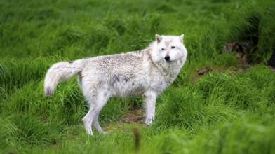 Arctic wolf (Canis lupus arctos), Alaska, USA