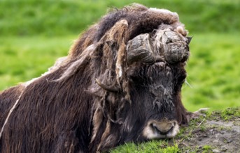 Musk ox (Ovibos moschatus), Alaska, USA