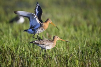 Two black-tailed godwits (Limosa limosa) standing in a meadow in front of mating copula, the male