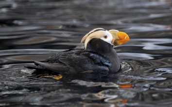 Yellow-crested flounder (Fratercula cirrhata), swimming in the water, Alaska, USA