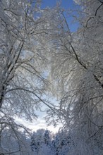 Snowy trees, forest, snow, winter, Sieversen, Samtgemeinde Rosengarten, Lower Saxony, Germany