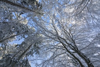 Snowy trees, treetops, forest, snow, winter, Sieversen, Samtgemeinde Rosengarten, Lower Saxony,