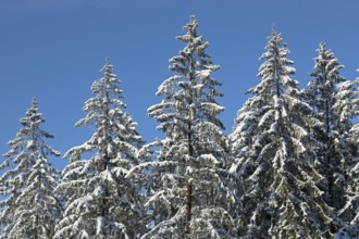 Snowy trees, conifers, forest, snow, winter, Sieversen, Samtgemeinde Rosengarten, Lower Saxony,