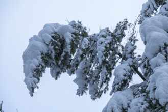 Snowy tree, snow, winter, Sieversen, Samtgemeinde Rosengarten, Lower Saxony, Germany