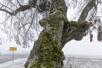 A distinctive linden tree with hoarfrost in the Swabian Jura. The Lindele natural monument in