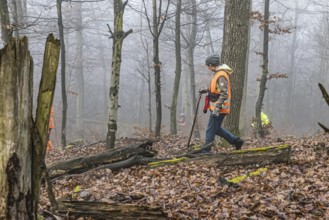 Driven hunting in Schönbuch. In autumn, hunters go hunting for wild boar and deer. Drivers in