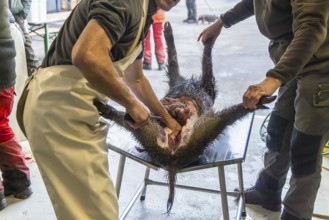 Driven hunting in Schönbuch. In autumn, hunters go hunting for wild boar and deer. After the hunt