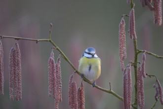 A blue tit (Cyanistes caeruleus) sits on a branch of a hazel tree (Corylus avellana) surrounded by