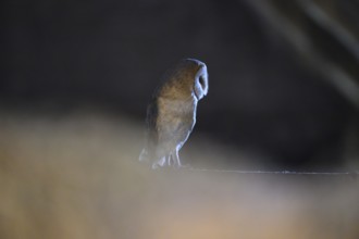 A barn owl (Tyto alba) sits in a dark environment and radiates a mysterious atmosphere, East