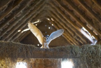 A barn owl (Tyto alba) lands with outstretched wings in the loft of an old barn surrounded by hay
