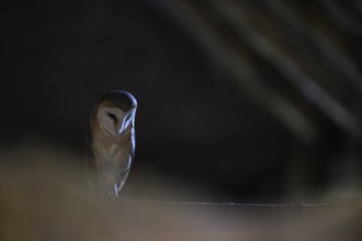 A barn owl (Tyto alba) In the shade, surrounded by darkness, East Westphalia, North