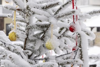 Christmas tree in the snow. The decorative glass balls are covered with hoarfrost. Westerheim,
