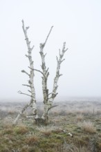 Birches in winter Rehdener Geestmoor in fog, Diepholzer Moorniederung, Rehden, Lower Saxony,