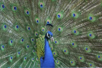 Peacock (P. scalloped ribbonfish) in ornamental plumage, Vechta, Lower Saxony, Germany
