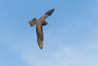 Parasitic skua (Stercorarius parasiticus), Lauvsnes, Nord-Trondelag, Norway