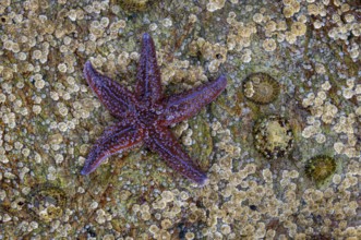 Starfish on a rock, Lauvsnes, Nord-Trøndelag, Norway