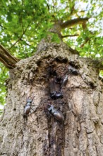 Several black stag beetles (Lucanus cervus) sucking sugary plant sap at a so-called leak site on a