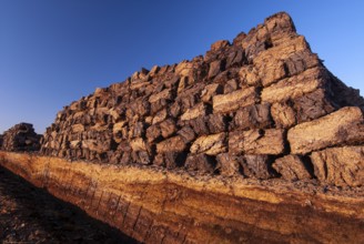 Peat in winter moor, Goldenstedt, Lower Saxony, Germany
