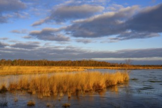 Wide, wintry Goldenstedt moor with pipe grass in the evening light, Goldenstedt, Lower Saxony,