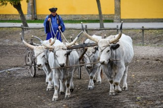 Steppe cattle conduction demonstration, Puszta, Hungary