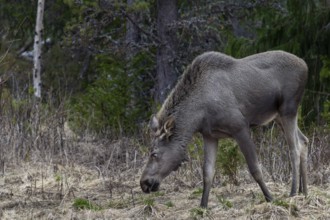 The one-year-old moose calf (Alces alces) usually stays with the mother for a year and is expelled