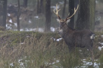 Sika deer (Cervus nippon) standing securely at the edge of the forest, subspecies Manchurian sika