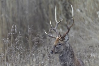Portrait of a very attentive sika deer (Cervus nippon), subspecies Manchurian sika deer, Germany