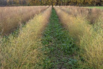Asparagus (Asparagus officinalis) in autumn colour, Eckental, Middle Franconia, Bavaria, Germany