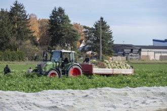 Radish harvest in Knoblauchsland, largest contiguous vegetable growing region in Germany,