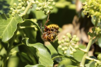 European hornet (Vespa crabro) adult insect eating an Ivy bee in a hedgerow in summer, England,