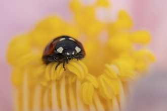 Seven-spot ladybird or ladybug (Coccinella septempunctata) adult insect on a garden Camellia flower