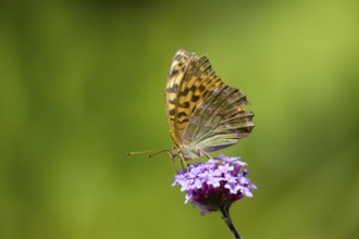 Silver-washed fritillary butterfly (Argynnis paphia) adult insect feeding on a garden Verbena