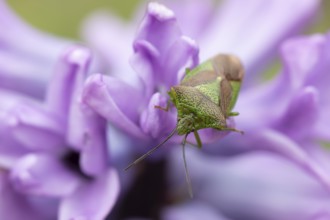 Hawthorn shieldbug (Acanthosoma haemorrhoidale) adult insect on a garden flower in springtime,