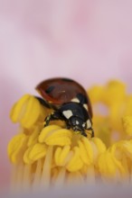 Seven-spot ladybird or ladybug (Coccinella septempunctata) adult insect on a garden Camellia flower