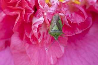 Hawthorn shieldbug (Acanthosoma haemorrhoidale) adult insect on a garden Camellia flower in