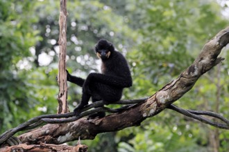 Southern yellow-cheeked gibbon (Nomascus gabriellae), adult, male, sitting, on tree, alert,