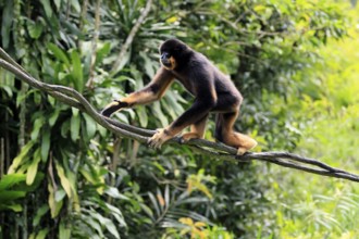 Southern yellow-cheeked gibbon (Nomascus gabriellae), adult, male, climbing, on tree, Southeast