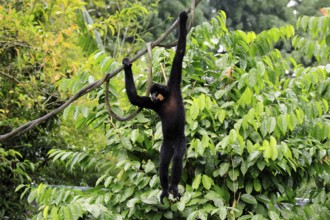 Southern yellow-cheeked gibbon (Nomascus gabriellae), adult, male, climbing, swinging, on tree,