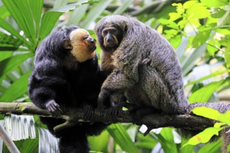 White-headed Saki (Pithecia pithecia), adult, on tree, pair, male, female, social behaviour, South