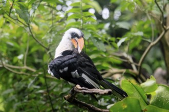 From-the-Ceiling-Hornbill (Tockus deckeni), adult, male, on tree, plumage care, East Africa