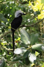 White-crested Hornbill (Horizocerus albocristatus), adult, on tree, vigilant, Africa, captive