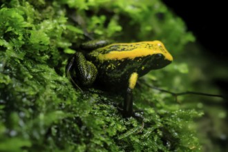 Black-legged poison frog (Phyllobates bicolor), adult, sedentary, moss, alert, Colombia, South