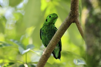 Emerald Broadbill (Calyptomena viridis), adult, male, perch, on tree, vigilant, Southeast Asia