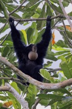 Siamang (Symphalangus syndactylus), adult, on tree, calling, Southeast Asia