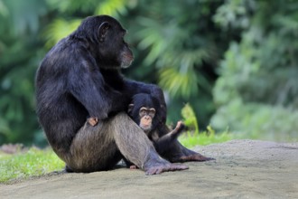 Chimpanzee (Pan troglodytes), adult, female, mother, baby, young animal, social behaviour