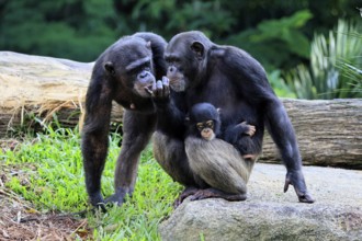 Chimpanzee (Pan troglodytes), adult, two females, mother, baby, young animal, social behaviour