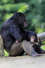 Chimpanzee (Pan troglodytes), adult, female, mother, baby, young animal, social behaviour